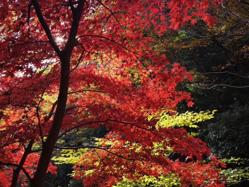 大山寺の紅葉