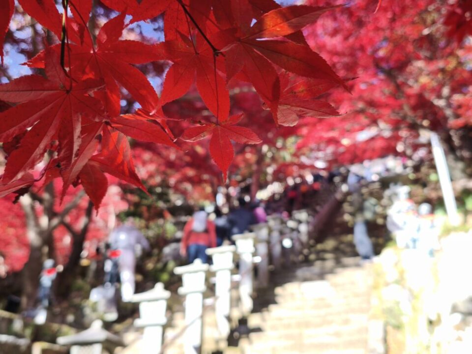 大山寺の紅葉