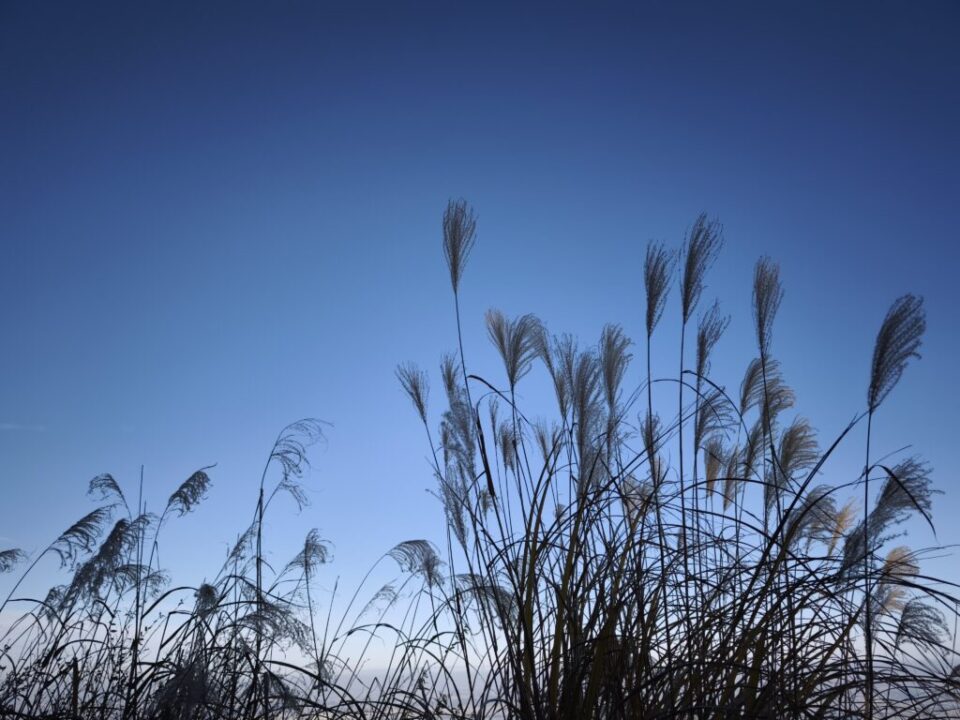 大山山頂のススキ