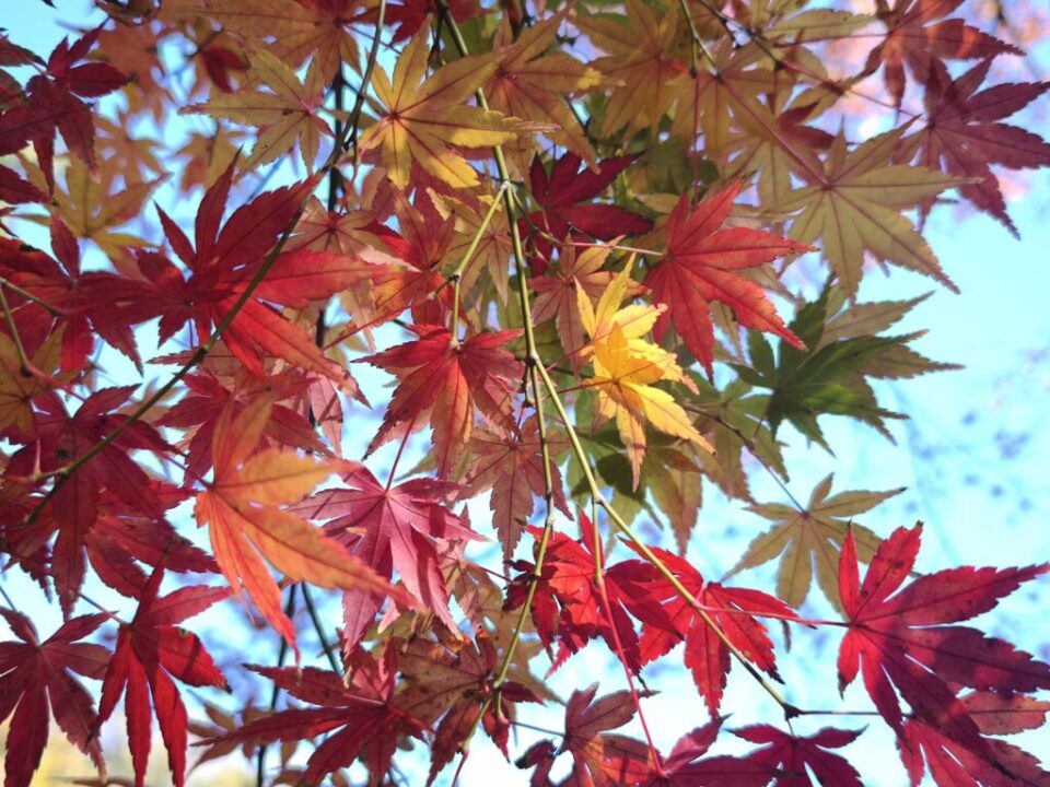 鎌倉の紅葉