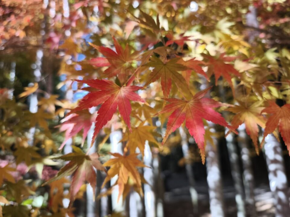 建長寺の紅葉