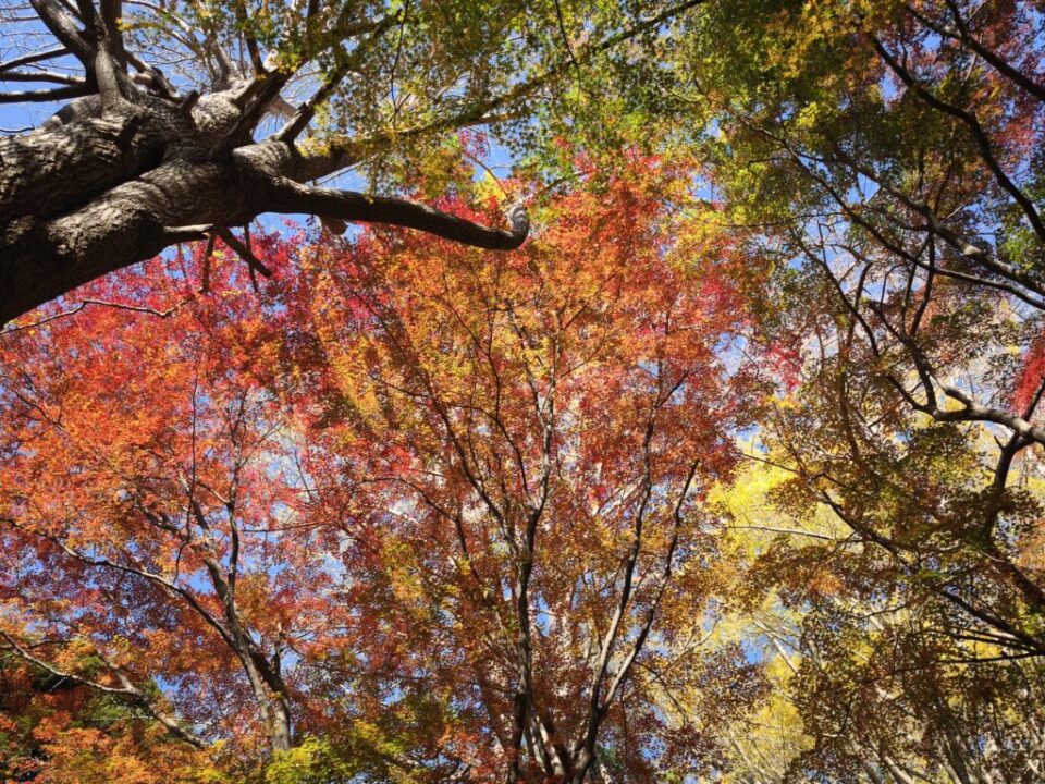 獅子舞谷の紅葉