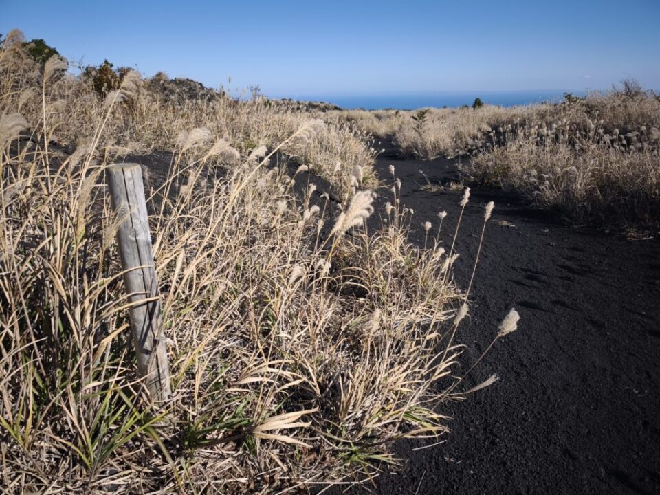 テキサスコース