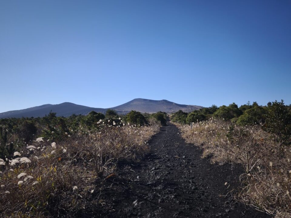 テキサスコース