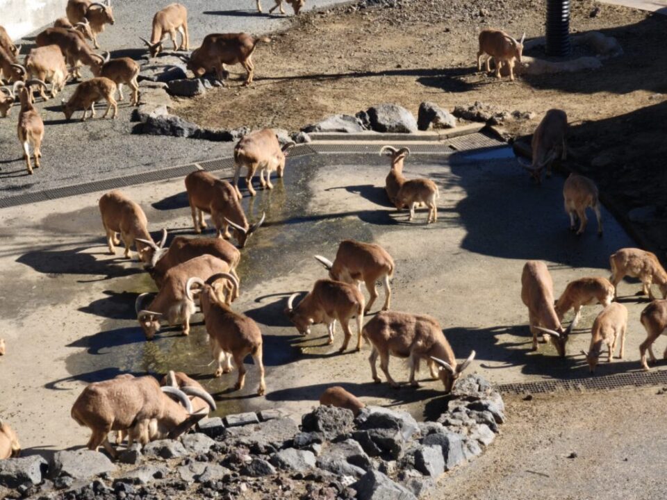 大島公園のバーバリーシープ