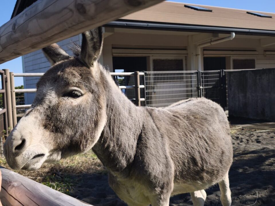 大島公園のヤギさん