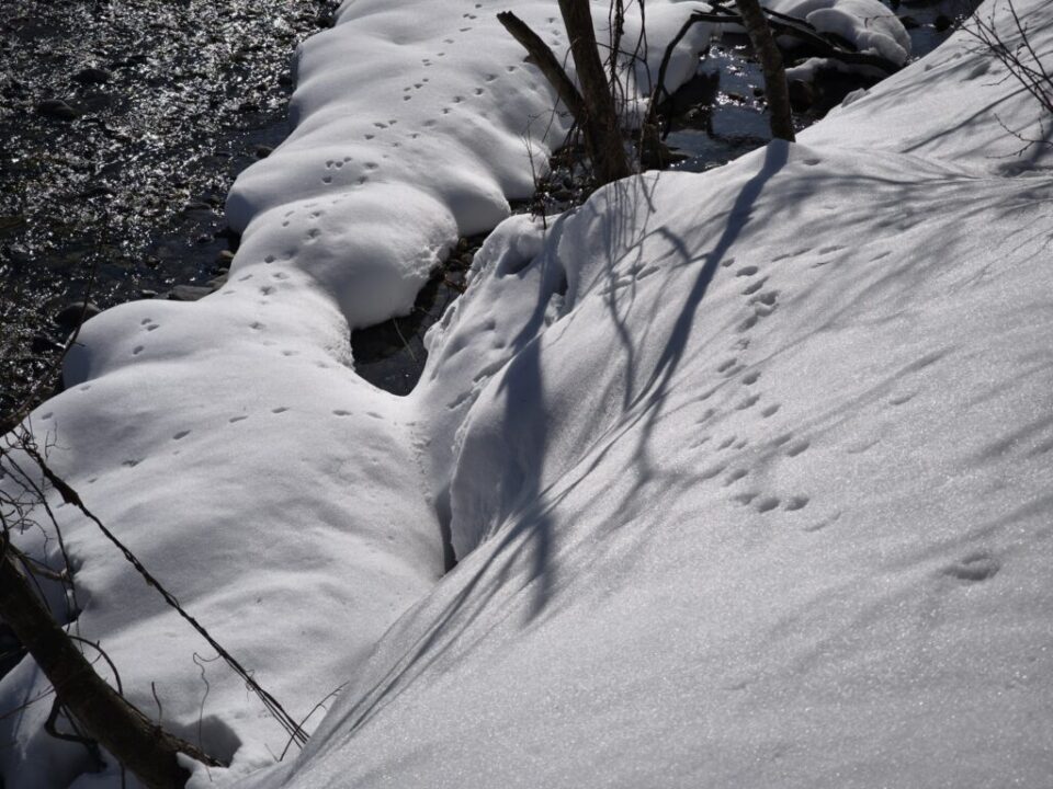 動物の足跡が見つかるかも