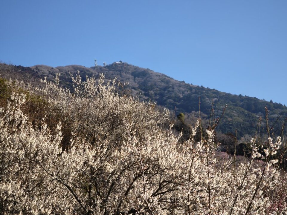 女体山と梅林