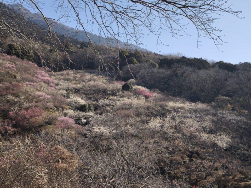筑波山の梅林