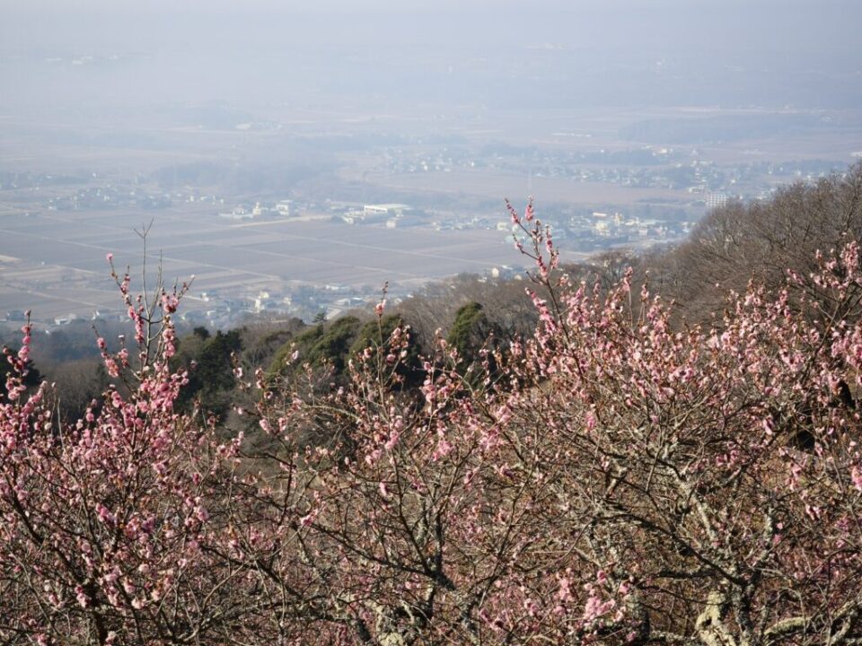 筑波山の梅林