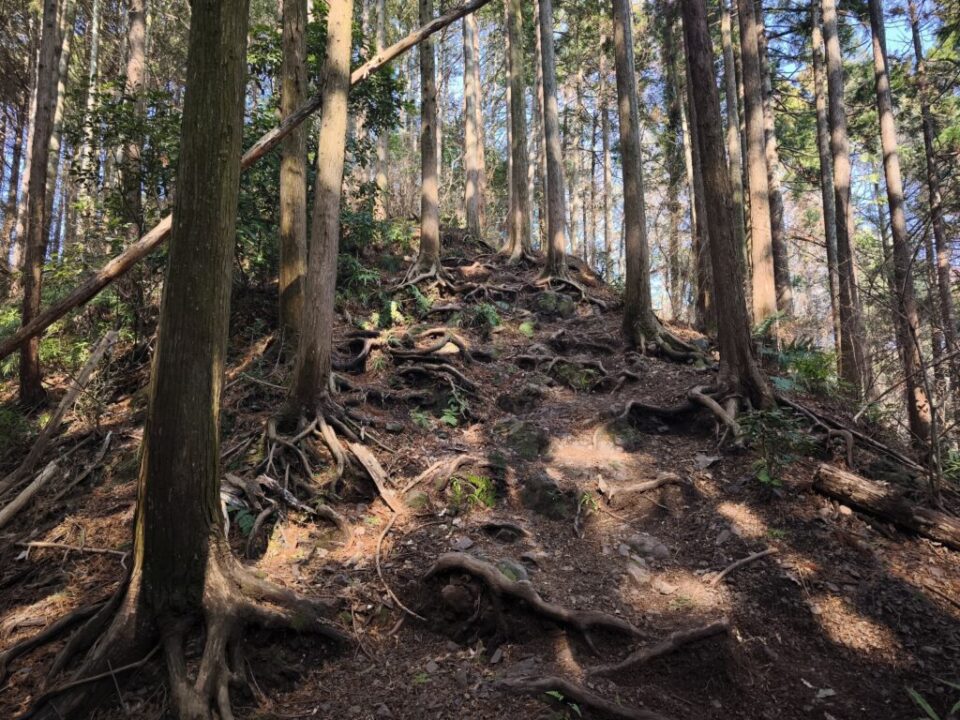 飯能アルプスの根っこ道