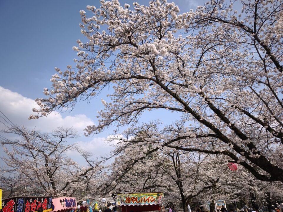 飯能中央公園での桜まつり
