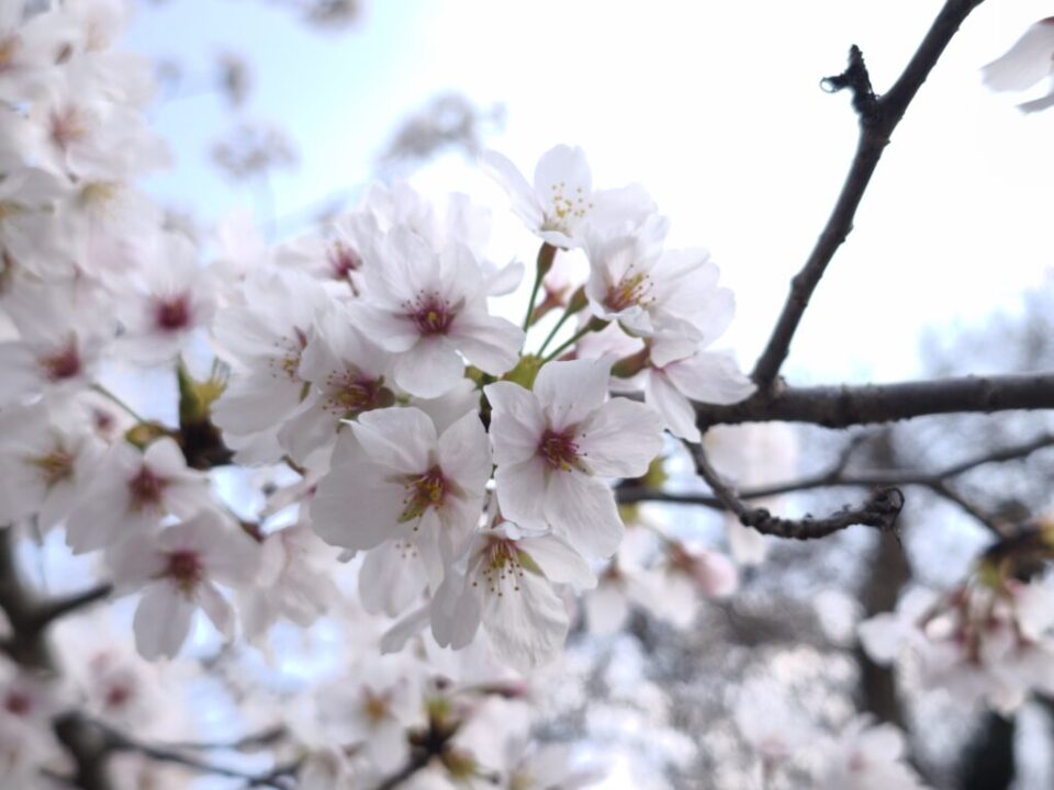 飯能桜祭りにて