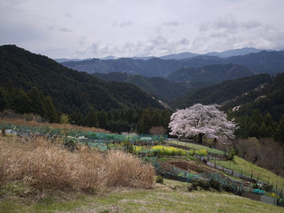 八徳の一本桜🌸