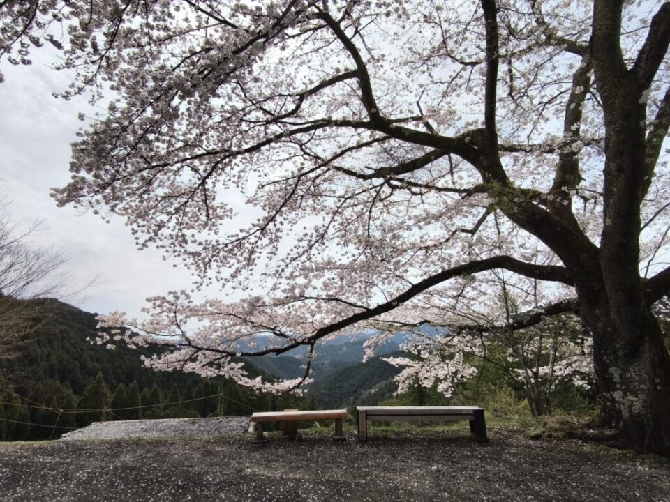 八徳の一本桜🌸