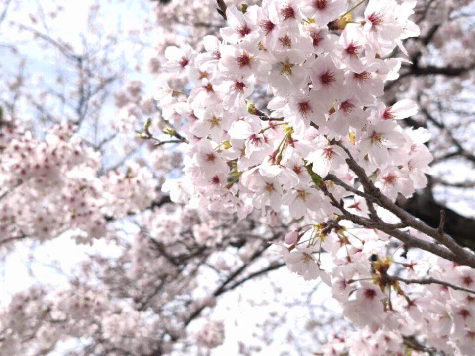 八徳の一本桜🌸