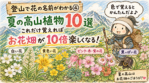 【登山で花の名前がわかる】登山中によく見る高山植物10選
