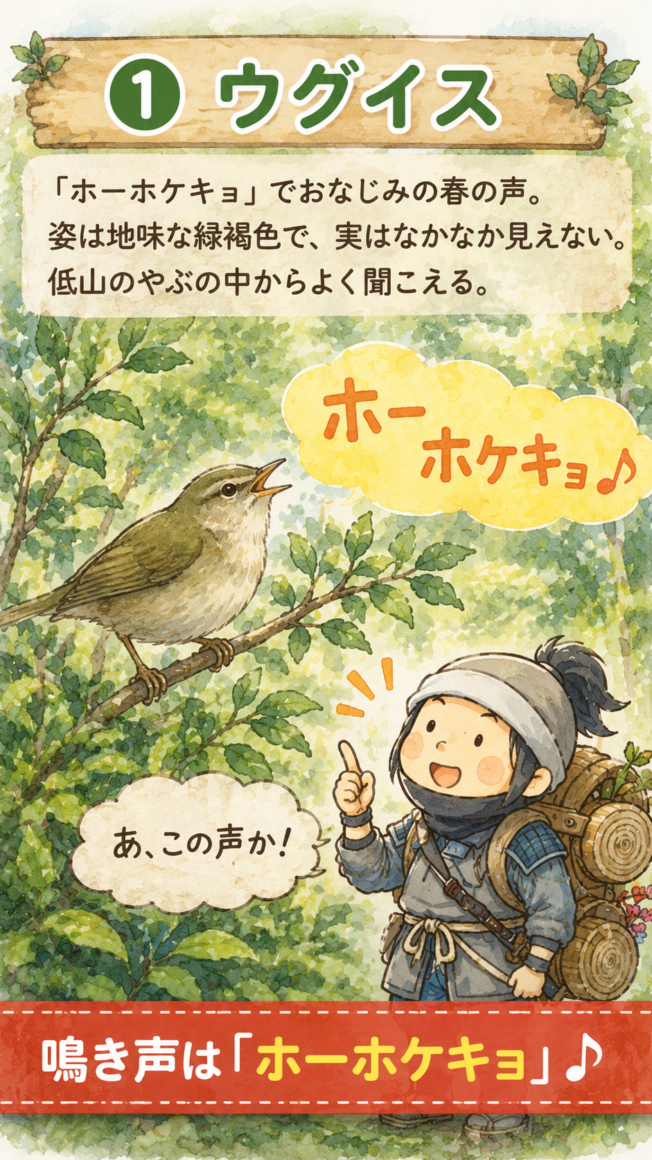 ウグイスの鳴き声ホーホケキョと特徴を紹介するイラスト